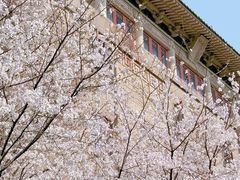 -武汉大学-樱园