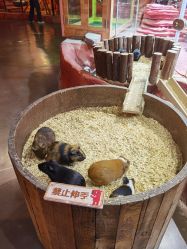 -Zoolung Zoolung动物主题公园(海信广场店)