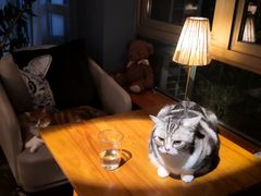 -咖法森林·咖啡  酒吧(天河店)