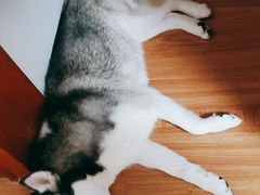 -瑞鹏宠物医院·微创内窥镜·骨外科·牙科(翠竹分院)