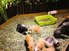 -藦茜花园宠物主题亲子互动体验馆(国顺东路店)