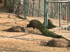 -北京鹿世界主题园