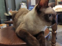 -more than meow吴止猫主题餐厅(承德 中船汇店)