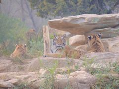 -北京野生动物园