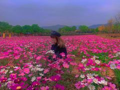 -天适樱花悠乐园