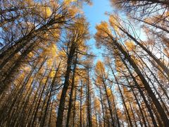 -塞罕坝国家级自然保护区