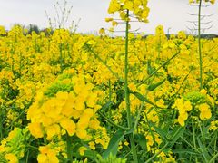 -中国天府农业博览园