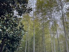 -圌山