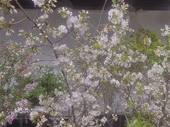 -双季花艺园艺市场(浦东店)
