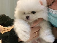 -宠爱国际动物医院· 猫科· 外科·中兽医(长白店)