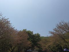-武汉大学-樱园