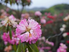 -贵州百里杜鹃风景名胜区