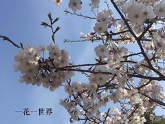 -高东镇樱花园