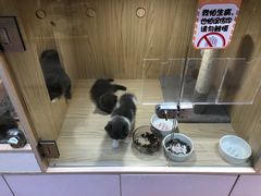 -屋虎猫馆(宝安大仟里店)