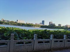-莲花池公园