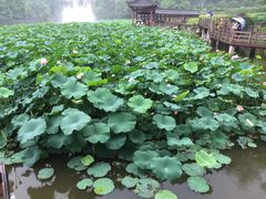-龙头寺公园