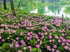 -金银湖国家城市湿地公园