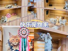 -猫十亿·布偶金渐层·曼基康矮脚猫舍(青年路店)