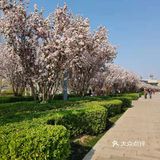 成排的海棠花好像一条长龙，我是4号去的人很多