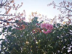 景点-高东镇樱花园