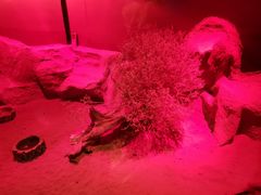 -迪拜水族馆及水下动物园