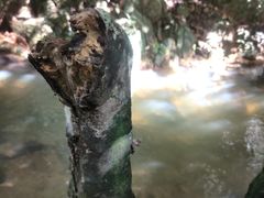 -呀诺达热带雨林