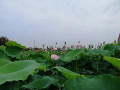 -武汉紫薇都市田园