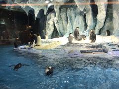 -帝企鹅自助餐厅•儿童岛•真企鹅(长隆企鹅酒店)