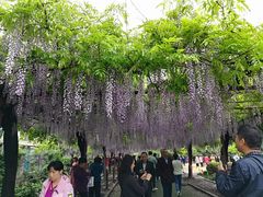 -嘉定紫藤园