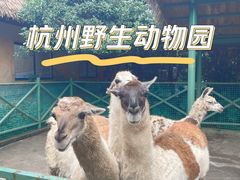 -杭州野生动物世界