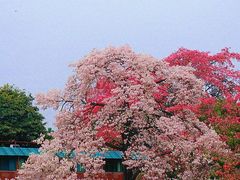 -华南师范大学(广州大学城校区)