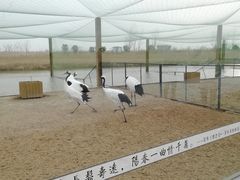 -盐城丹顶鹤湿地生态旅游区