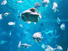 -锦艺城海洋馆