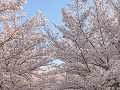 -高东镇樱花园