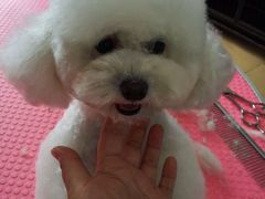 美容-瑞派·关忠动物医院·猫专科·犬专科(三环新城店)