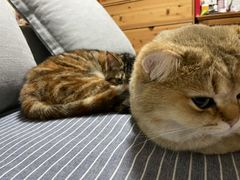 -猫大福·Fortune Cat猫舍(百子湾店)