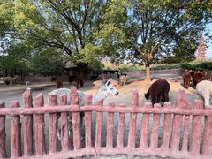 -上海野生动物园
