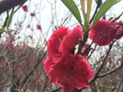 -南国桃园旅游度假区