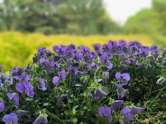 -北京国际鲜花港