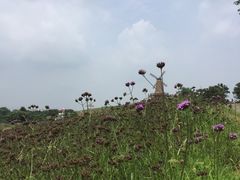 -大塘金香草谷
