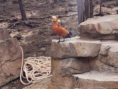 -燕塞湖鸟语林景区