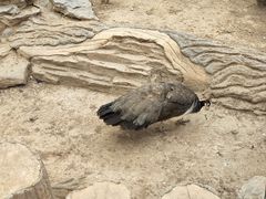 -老福耶小草帽石锅鱼(奥体店)