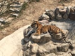 -石家庄市动物园