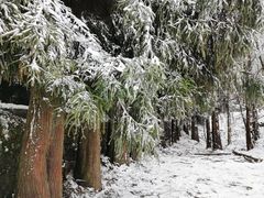 -武陵山森林公园