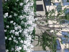 iphone_upload_pic-上海嘉定喜来登酒店