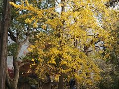 -青岛崂山太清宫