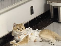 -瑞派福兴宠物医院犬猫全科·骨科·中西医结合(河东店)