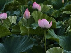-汉水公园