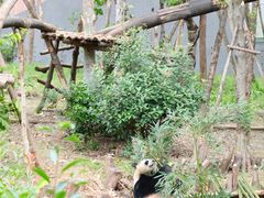 -成都大熊猫繁育研究基地