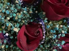 -金田水族花卉市场(银庄大厦店)